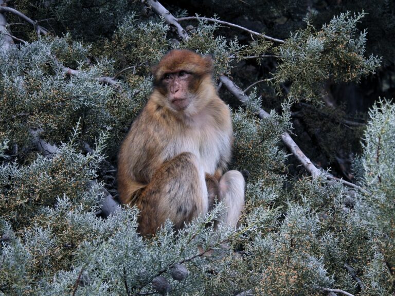 Barbary macaque sitting in a tree in the Middle Atlas cedar forest near Ifrane