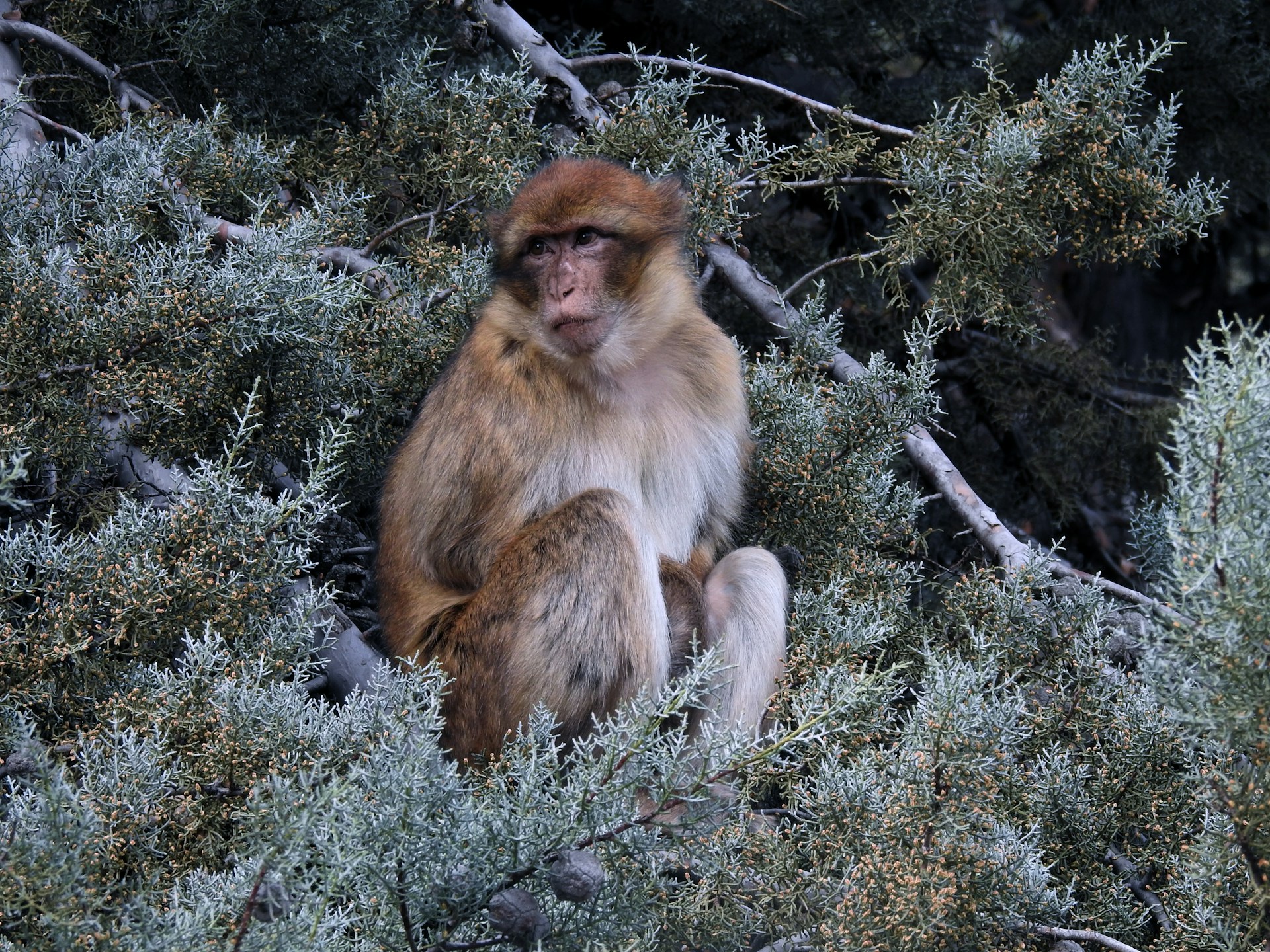 Barbary macaque sitting in a tree in the Middle Atlas cedar forest near Ifrane