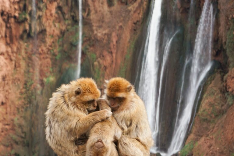 Two Barbary macaques sitting in front of the Ouzoud waterfall