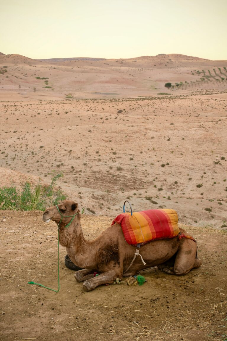 Camel with a colourful traditional saddle blanket resting in the desert