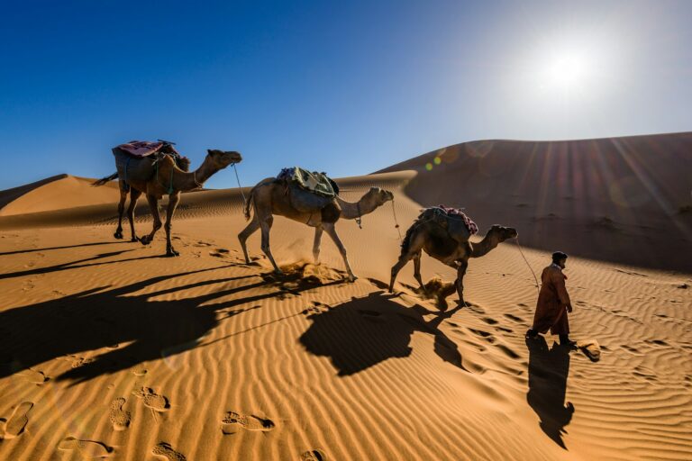 Cameleer walking with a string of camels through the Sahara