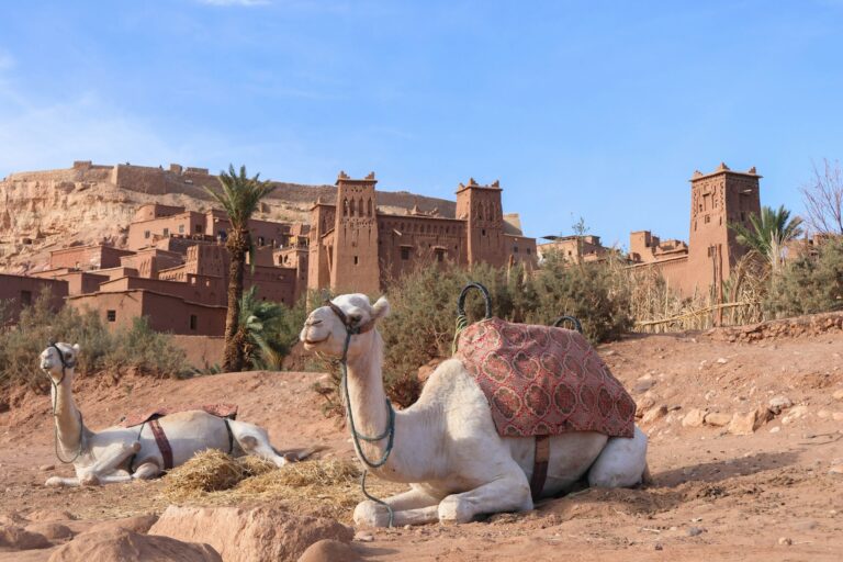 Two camels resting in front of ancient earthen Moroccan architecture