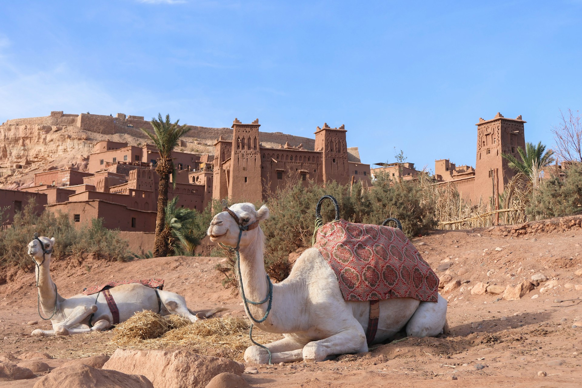 Two camels resting in front of ancient earthen Moroccan architecture