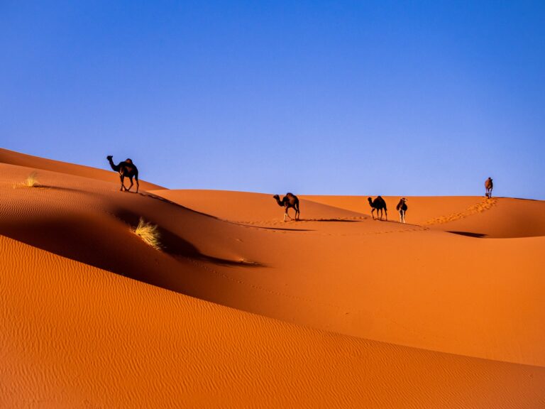 Dromedary camels resting on the sand dunes of the Moroccan Sahara near Merzouga